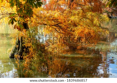 Water tree dyed in the colors of autumn