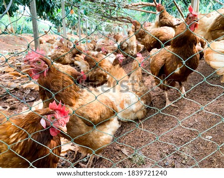 chickens and hens in the garden be hide the cage