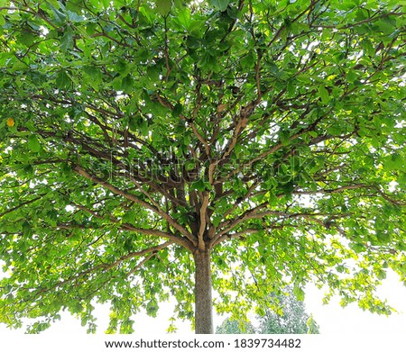 This is a picture of one of the shade trees in the area of ​​a playground.