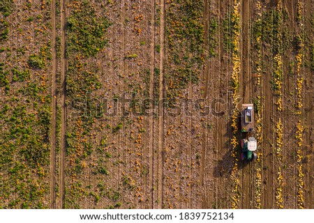 Aerial view of a tractor harvesting pumpkins in a pumpkin field, leaving tracks on the field