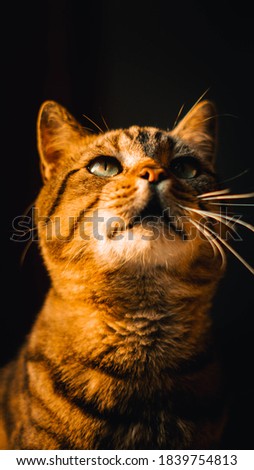 close up of brown cat with color grading
