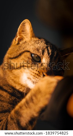 close up of brown cat with color grading