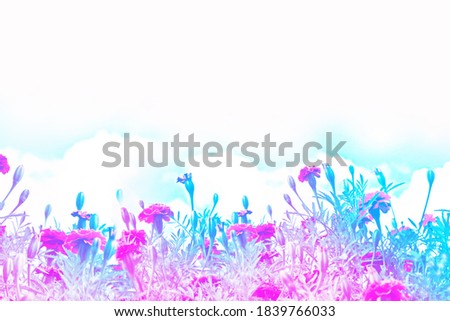 selective focus. Colorful chrysanthemum flowers on a background of the autumn landscape. meadow blooming