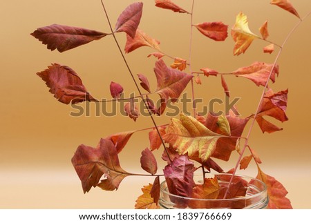 colored dry autumn leaves on  background

