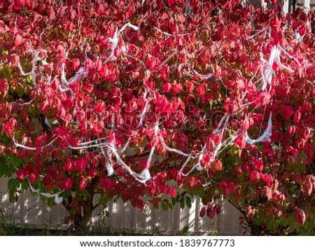 Outdoor Halloween Decorations on Beautiful Red Burning Bush 