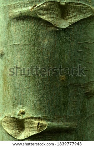 texture or pattern of the papaya tree