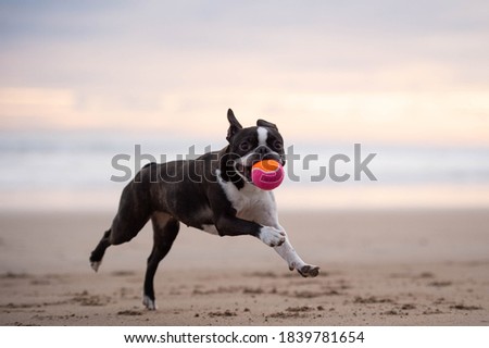 Boston Terrier Dog at the beach