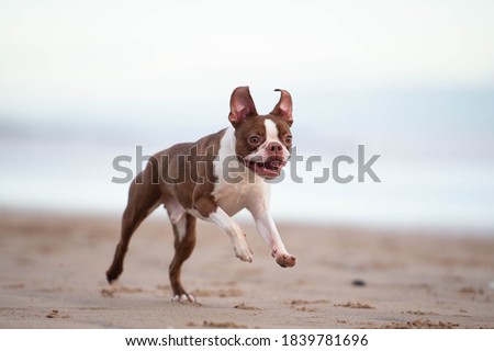 Boston Terrier Dog at the beach
