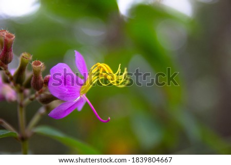 Close up of beautiful violet flower with yellow pollen
