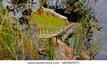 Wilted lotus leaves in autumn. Defocused blurred background for web design.
