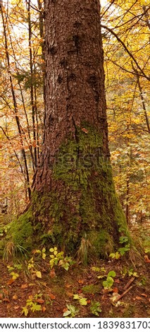 the mossy trunk of a tree in autumn