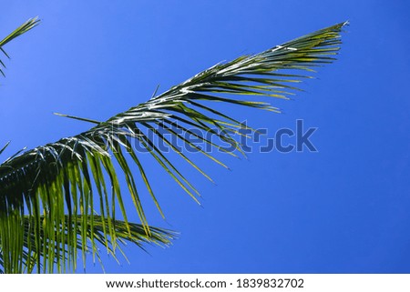 Beautiful green palm leaves isolated on blue sky background with clear weather