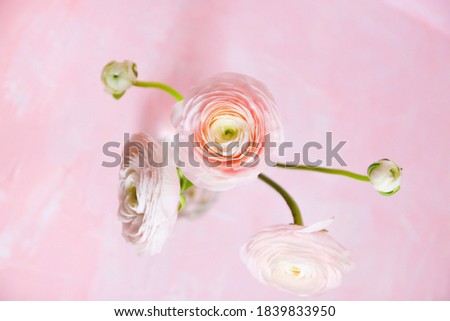 Light pink ranunculus on pink background. Top view, lifestyle.