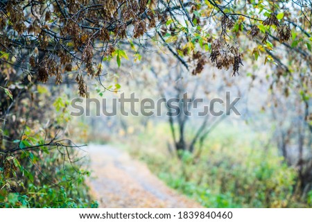 Road through beautiful autumn forest with different trees. Autumn landscape. 