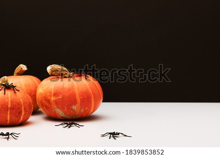 Halloween holiday concept. Pumpkin, spider, halloween decorations on black background. Front view, copy space
