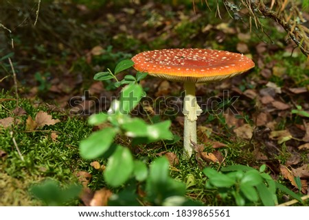 Red mushroom amanita toxic, also called panther cap. False blusher amanita mushroom in the forest against the background of green vegetation