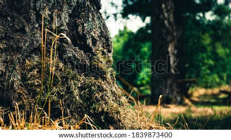 Grassy close up of tree stump and root. Landscape macro 