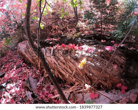 Autumn Forest Scene - Decaying Log, Tucson, Arizona