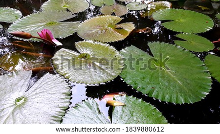 Lilies or nymphaea lotus at noon look beautiful, daun dan bunga lilies air di kolam lilies, growing in a pond, pond filling, attractive, calming, green and shady atmosphere, flowers and water plants
