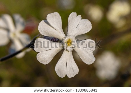 Macro photography of a small white flower in spring.