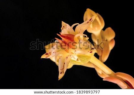 close-up flowers in front of black background
