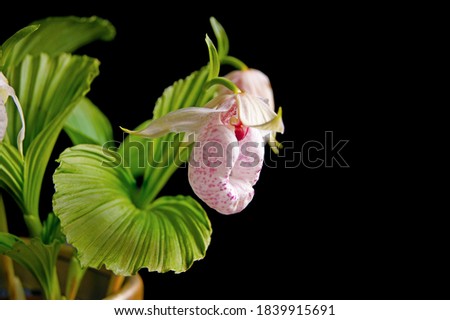 a beautiful soft pink yellow white Cypripedium formosanum lady's slipper or venus shoe botanical orchid species plant flower closeup macro isolated on black Royalty-Free Stock Photo #1839915691