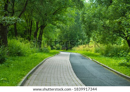 The road in the park among green trees and bushes on a summer day. Walking path divided into two parts for pedestrians and cyclists.