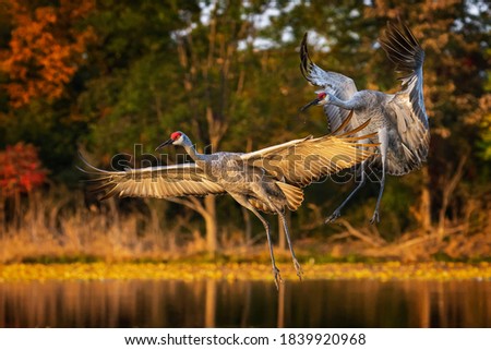 Landing sand-hill cranes with autumn background Royalty-Free Stock Photo #1839920968
