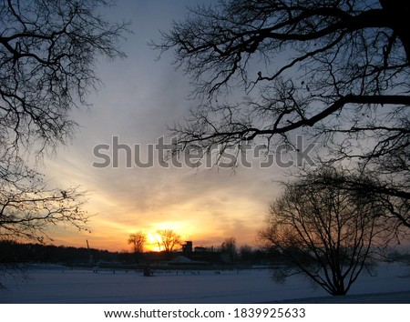 sunset in winter, silhouettes of tree branches stretching towards the sun