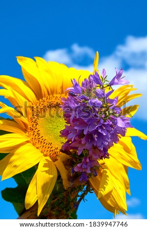 field of yellow sunflowers with blue sky and sun