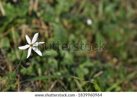 White spring flower during autumn time