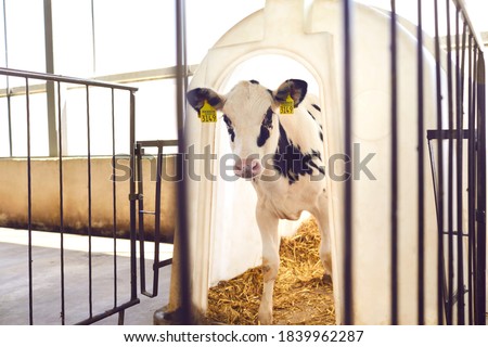 Little calf with yellow ear tags standing in cage in sunny livestock barn on farm in countryside looking at camera. Cattle breeding, taking care of animals, dairy and meat production concept Royalty-Free Stock Photo #1839962287