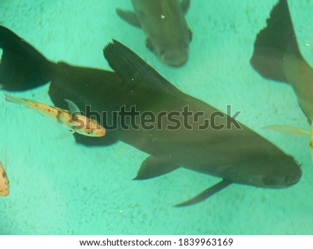 amazonian fishes swimming in pond 2