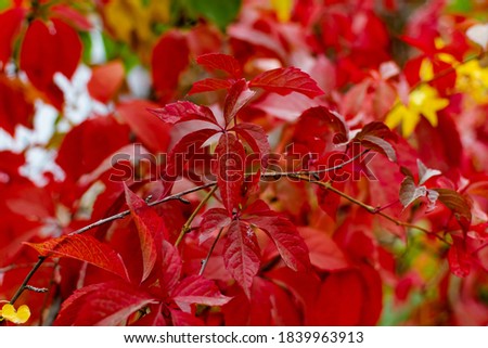 Red autumn leaves on the branches of red and Burgundy. Beautiful time of year in October. Autumn blurry background. Carved leaves close up in the fresh air