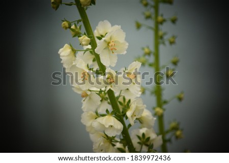 Image of a flowering stem of white verbascum.