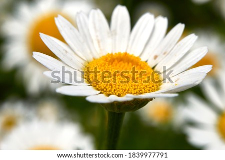 white and yellow flower of Anthemis arvensis plant