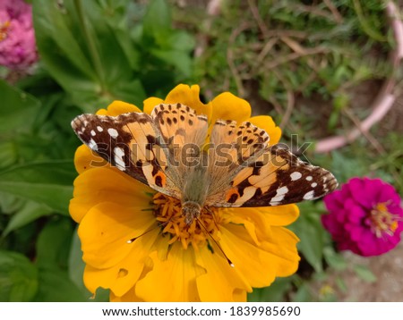 picture of painted lady (vanessa cardui ) butterfly on yellow zinnia flower. Himachal pradesh, India.