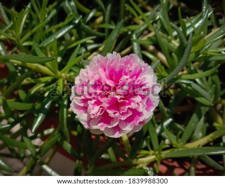 picture of little light pink colored flower named portulaca grandiflora
