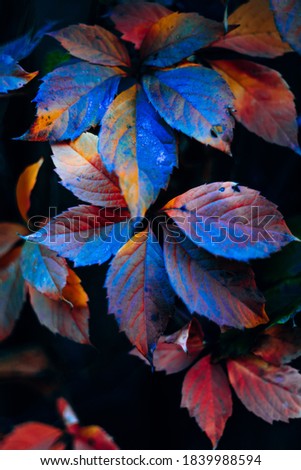 Bright colorful blue and red autumn leaves on black background screensaver background pattern.