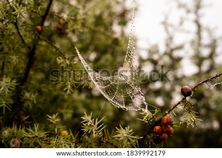 Red berries and dewy spiderweb in bushes