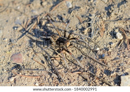 Large spider Geolycosa vultuosa close up