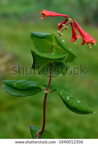 Moscow, Russia, November 10, 2018, brown's honeysuckle, lochroma fuchsioides, blooms in autumn on a dacha plot in Pomdoskovye.