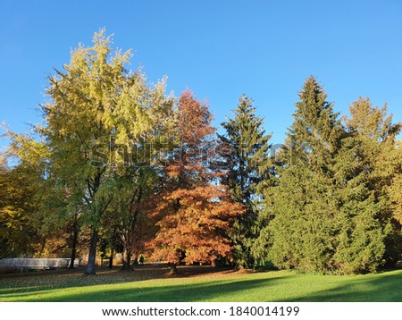 Beautiful autumn landscape with yellow trees and sun. Colorful foliage in the park. Falling leaves natural background .Autumn season concept