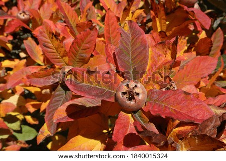 Vivid autumnal colors in a close-up picture of leaves in their falling process