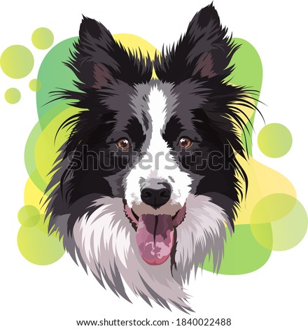 Border collie portrait, vector illustration. Head, muzzle, smart dog.Сolor gradient