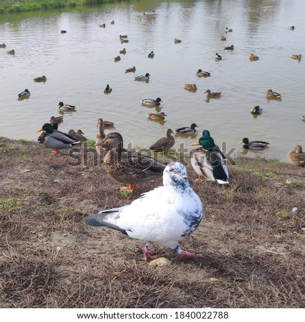 Wild life. White with black speckles pigeon. ducks and pigeons on the shore of the pond