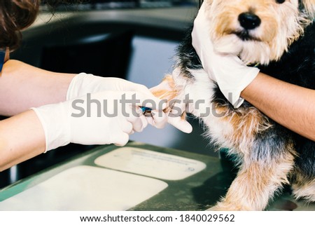 Veterinarian giving a small dog an injection in the paw.