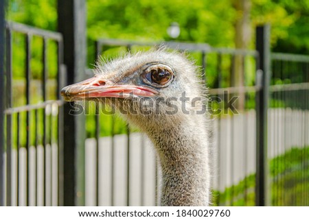 African ostrich on a background of green grass.