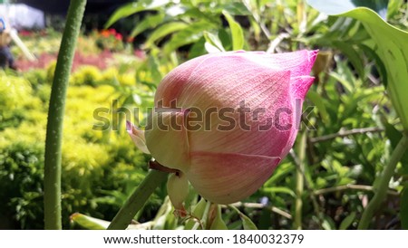 A beautiful unopened Lotus flower