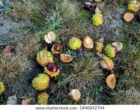 Closeup view of fresh horse chestnuts (Aesculus hippocastanum). Autumn background with heap of ripe brown horse chestnuts and prickly shell on the top